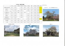 4月18日桜開花情報：画像