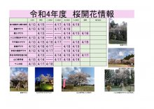 令和4年度　白鷹町さくら開花情報：画像