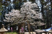 2017/4/24 桜　開花状況：画像