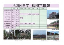 令和4年度　白鷹町さくら開花情報：画像