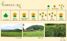 2021.7.6 紅花畑：画像