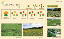 白鷹町紅花開花情報：画像